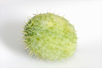 Prickly cucumber or hedgehog cucumber (Echinocystis lobata), fruit on white background