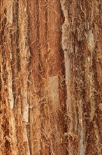 Coast redwood (Sequoia sempervirens), bark detail, native to North America, park tree, North