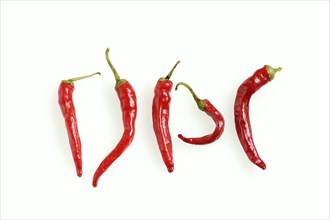 Chilli (Capsicum frutescens) on a white background, chilli pepper, chilli peppers