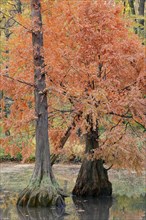 Bald cypress (Taxodium distichum) in autumn, North Rhine-Westphalia, Germany, Europe