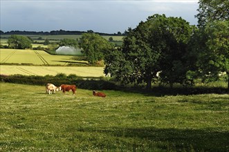 A green meadow with grazing cows and trees in the background under a cloudy sky