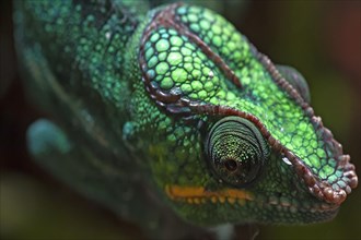 Panther Chameleon, terrarium in the Nuremberg Zoo, Nuremberg, Middle Franconia, Bavaria, Germany,