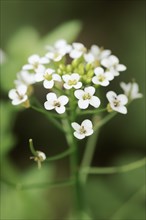 Watercress (Nasturtium officinale), flowers, medicinal plant, North Rhine-Westphalia, Germany,