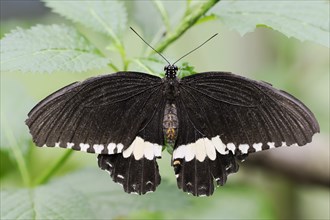 Common Mormon or Common Mormon (Papilio polytes), male, captive, occurring in Asia