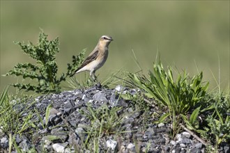 Northern wheatear (Oenanthe oenanthe), Emsland, Lower Saxony, Germany, Europe