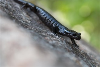 Alpine salamander (Salamandra atra), running on stone, Hohenschwangau, Allgaeu, Bavaria