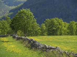 Green meadow with yellow flowers and a stone wall surrounded by trees on a sunny spring day, spring
