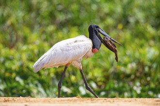 Jabiru (Jabiru mycteria) Pantanal Brazil