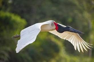 Jabiru (Jabiru mycteria) Pantanal Brazil