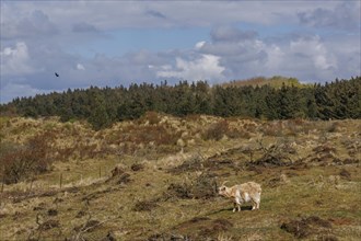A single sheep stands in a wide pasture with clouds in the sky and forest in the background,
