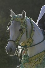 Berber, Berber horse, Fantasia Outfit, Portrait