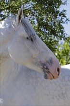 Andalusian, Andalusian horse, Antequera, Andalusia, Spain, Europe