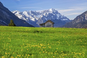 Spring meadow with hay barn in front of Zugspitzgruppe 2962m in Wetterstein range, Eschenlohe,