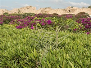 Purple and green vegetation stretches in front of ancient ruins under a blue sky, Purple flowers
