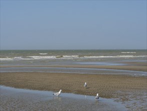 Three seagulls standing at different distances on the beach near the sea, squabbling seagulls on a