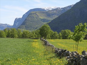 Green meadows, stone wall and trees in front of mountains and blue sky, stone wall in blooming