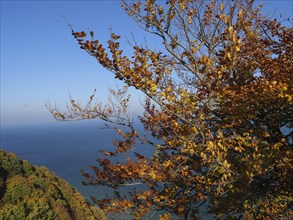 Autumn coloured branches with orange leaves in front of a blue sea, clear view and sunny weather,