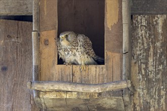 Common kestrel (Falco tinnunculus) female sitting at the entrance of the breeding box, village in