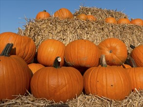 Stack of pumpkins on straw bales with clear blue sky in the background, many orange pumpkins at
