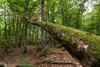 Fallen beech, tree trunk, near Aelmhult, Sweden, Europe