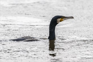 Great cormorant (Phalacrocorax carbo), swimming, Emsland, Lower Saxony, Germany, Europe