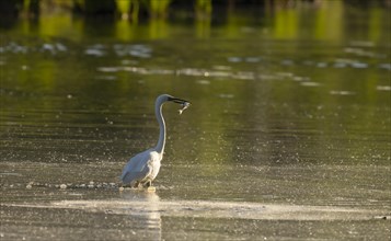 Great egret (Ardea alba), Hunting, Water, Fish, Lower Austria