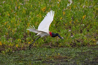 Jabiru (Jabiru mycteria) Pantanal Brazil