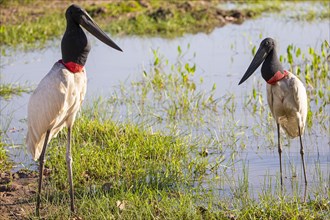 Jabiru (Jabiru mycteria) Pantanal Brazil