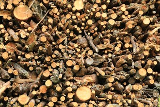 Woodpile