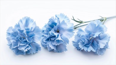 Vibrant blue carnations with detailed petals lying on a flat surface