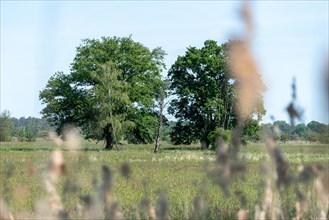 Old oak trees in a meadow, blurred grasses in the foreground, Droemling Biosphere Reserve,