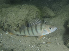 A striped fish, river european perch (Perca fluviatilis), swims peacefully over a sandy bottom.