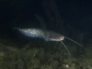 A catfish (Silurus glanis) glides through dark water at night. Dive site Zollbruecke, Rheinau,