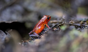 Strawberry poison-dart frog (Dendrobates pumilio), Tortuguero National Park, Costa Rica, Central