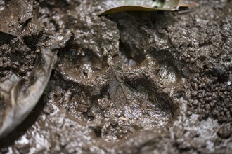 Trace of a cat in the mud, Tortuguero National Park, Costa Rica, Central America