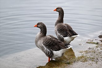 Greylag geese (Anser anser), mountain lake in Lombardy, Italy, Europe