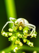Flower Crab Spider, Misumena, spider on white folwers