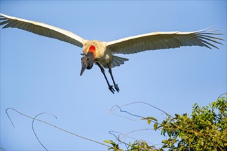 Jabiru (Jabiru mycteria) Pantanal Brazil