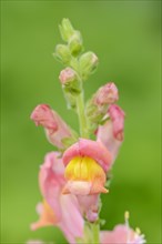 Common snapdragon (Antirrhinum majus), flowers, ornamental plant, North Rhine-Westphalia, Germany,