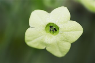 Ornamental tobacco or Brazilian tobacco (Nicotiana langsdorfii), flower, native to Brazil,