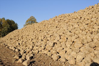 Harvested sugar beet (Beta vulgaris ssp. vulgaris var. altissima), sugar beet harvest,