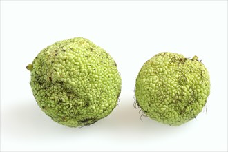 Hedge apple (Maclura pomifera), fruit on a white background