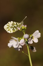 Orange tip (Anthocharis cardamines) on cuckoo flower (Cardamine pratensis), North Rhine-Westphalia,