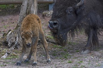 Just born American Bison (Bos bison bison) and bison (Bison bonasus), Nuremberg Zoo, Middle