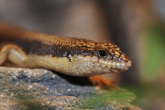 Tree skink (Egernia striolata), captive, occurring in Australia