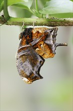 Butterfly 'Tiger Leafwing' (Consul fabius), captive, occurring in Central and South America