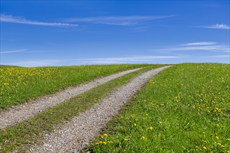 Stony field path through a spring meadow, Blue sky, Cloudy, Allgaeu, Bavaria, Germany, Europe