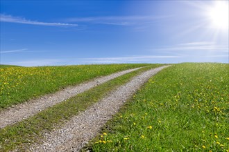 Stony field path through a spring meadow, Blue sky, Sun, Cloudy, Allgaeu, Bavaria, Germany, Europe