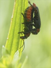 Insects mating, near Bad Mitterndorf, Styria, Austria, Europe