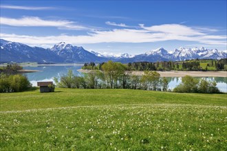 View to the Forggensee, Allgaeu Alps, dandelion meadow, snow, wooden hut, Ostallgaeu, Allgaeu,